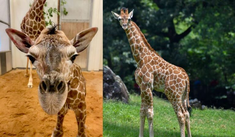 Tragic Turn at NC Zoo: Young Giraffe’s Sudden Death Stuns Community